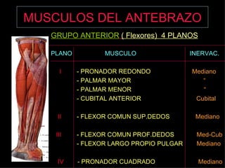 MUSCULOS DEL ANTEBRAZO GRUPO ANTERIOR   ( Flexores)  4 PLANOS PLANO  MUSCULO  INERVAC. I   - PRONADOR REDONDO  Mediano   - PALMAR MAYOR  “ - PALMAR MENOR  “  - CUBITAL ANTERIOR  Cubital   II   - FLEXOR COMUN SUP.DEDOS  Mediano III   - FLEXOR COMUN PROF.DEDOS  Med-Cub - FLEXOR LARGO PROPIO PULGAR  Mediano IV   - PRONADOR CUADRADO  Mediano 