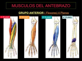 MUSCULOS DEL ANTEBRAZO GRUPO ANTERIOR   ( Flexores) 4 Planos 1° PLANO 2° PLANO 3° PLANO 4° PLANO 