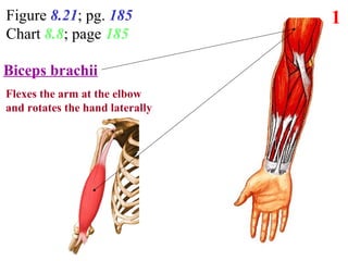 Figure 8.21; pg. 185
Chart 8.8; page 185
1
?
Function?
Biceps brachii
Flexes the arm at the elbow
and rotates the hand laterally
 
