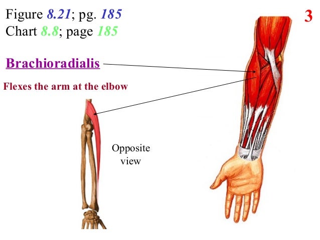 Forearm Size Chart