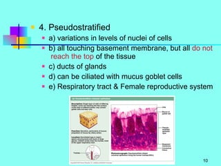 4. Pseudostratified a) variations in levels of nuclei of cells b) all touching basement membrane, but all  do not  reach the top  of the tissue c) ducts of glands d) can be ciliated with mucus goblet cells e) Respiratory tract & Female reproductive system 