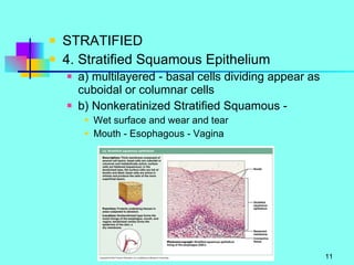 STRATIFIED 4. Stratified Squamous Epithelium a) multilayered - basal cells dividing appear as cuboidal or columnar cells b) Nonkeratinized Stratified Squamous -  Wet surface and wear and tear Mouth - Esophagous - Vagina 