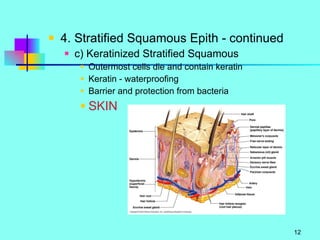 4. Stratified Squamous Epith - continued c) Keratinized Stratified Squamous Outermost cells die and contain keratin Keratin - waterproofing Barrier and protection from bacteria SKIN 