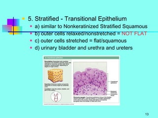 5. Stratified - Transitional Epithelium a) similar to Nonkeratinized Stratified Squamous b) outer cells relaxed/nonstretched =  NOT FLAT c) outer cells stretched = flat/squamous d) urinary bladder and urethra and ureters 