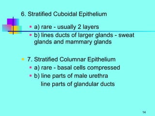 6. Stratified Cuboidal Epithelium a) rare - usually 2 layers b) lines ducts of larger glands - sweat glands and mammary glands 7. Stratified Columnar Epithelium a) rare - basal cells compressed b) line parts of male urethra   line parts of glandular ducts 