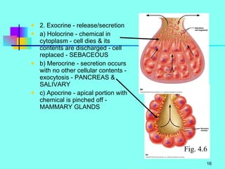 2. Exocrine - release/secretion a) Holocrine - chemical in cytoplasm - cell dies & its contents are discharged - cell replaced - SEBACEOUS b) Merocrine - secretion occurs with no other cellular contents - exocytosis - PANCREAS & SALIVARY c) Apocrine - apical portion with chemical is pinched off - MAMMARY GLANDS Fig. 4.6 