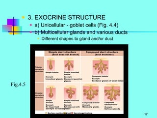 3. EXOCRINE STRUCTURE a) Unicellular - goblet cells (Fig. 4.4) b) Multicellular glands and various ducts Different shapes to gland and/or duct Fig.4.5 