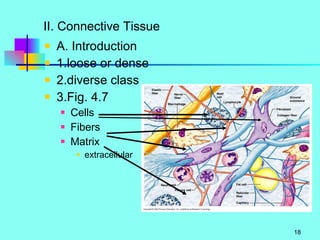 II. Connective Tissue A. Introduction 1.loose or dense 2.diverse class 3.Fig. 4.7 Cells Fibers Matrix  extracellular 