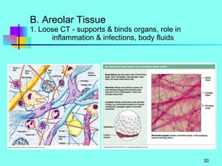 B. Areolar Tissue 1. Loose CT - supports & binds organs, role in    inflammation & infections, body fluids 