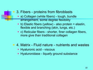 3. Fibers - proteins from fibroblasts a) Collagen (white fibers) - tough, bundle arrangement, some degree flexibility b) Elastic fibers (yellow) - also protein = elastin, flexible and branching (skin, lungs, etc.) c) Reticular fibers - shorter, finer collagen fibers, more give than traditional collagen 4. Matrix - Fluid nature - nutrients and wastes Hyaluronic acid - viscous Hyaluronidase - liquefy ground substance 