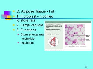C. Adipose Tissue - Fat 1. Fibroblast - modified to store fats 2. Large vacuole 3. Functions Store energy raw  materials Insulation 