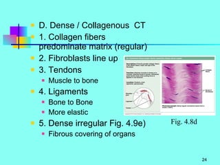 D. Dense / Collagenous  CT  1. Collagen fibers predominate matrix (regular) 2. Fibroblasts line up 3. Tendons Muscle to bone 4. Ligaments Bone to Bone More elastic 5. Dense irregular Fig. 4.9e) Fibrous covering of organs Fig. 4.8d 