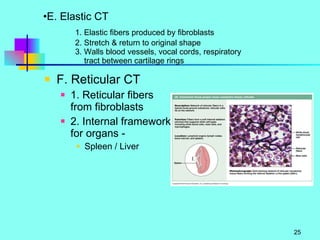 E. Elastic CT 1. Elastic fibers produced by fibroblasts 2. Stretch & return to original shape 3. Walls blood vessels, vocal cords, respiratory    tract between cartilage rings F. Reticular CT 1. Reticular fibers from fibroblasts 2. Internal framework for organs - Spleen / Liver 