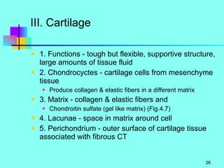 III. Cartilage 1. Functions - tough but flexible, supportive structure, large amounts of tissue fluid 2. Chondrocyctes - cartilage cells from mesenchyme tissue Produce collagen & elastic fibers in a different matrix 3. Matrix - collagen & elastic fibers and  Chondroitin sulfate (gel like matrix) (Fig.4.7) 4. Lacunae - space in matrix around cell 5. Perichondrium - outer surface of cartilage tissue associated with fibrous CT  