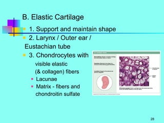 B. Elastic Cartilage 1. Support and maintain shape 2. Larynx / Outer ear / Eustachian tube 3. Chondrocytes with visible elastic  (& collagen) fibers Lacunae Matrix - fibers and chondroitin sulfate 