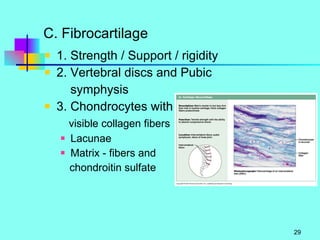 C. Fibrocartilage 1. Strength / Support / rigidity 2. Vertebral discs and Pubic   symphysis 3. Chondrocytes with visible collagen fibers Lacunae Matrix - fibers and chondroitin sulfate 