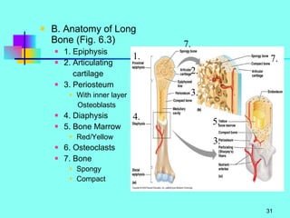 B. Anatomy of Long Bone (Fig. 6.3) 1. Epiphysis 2. Articulating   cartilage 3. Periosteum With inner layer Osteoblasts 4. Diaphysis 5. Bone Marrow Red/Yellow 6. Osteoclasts 7. Bone Spongy Compact 1. 7. 4. 3. 2. 5. 6 7. 3. 