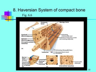 8. Haversian System of compact bone Fig. 6.6 