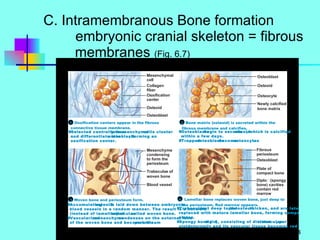 C. Intramembranous Bone formation embryonic cranial skeleton = fibrous   membranes  (Fig. 6.7) 