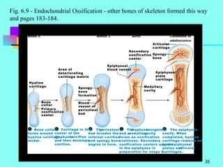 Fig. 6.9 - Endochondrial Ossification - other bones of skeleton formed this way and pages 183-184. 