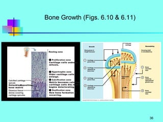 Bone Growth (Figs. 6.10 & 6.11) 