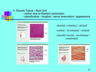 V. Muscle Tissue - Next Unit - motion due to filament contraction - classification - location / nerve innervation / appearance -skeletal -voluntary / striated -cardiac - involuntary / striated -smooth/visceral - involuntary /  nonstriated 