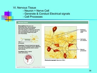 VI. Nervous Tissue - Neuron = Nerve Cell - Generate & Conduct Electrical signals - Cell Processes 
