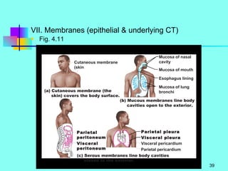 VII. Membranes (epithelial & underlying CT) Fig. 4.11 