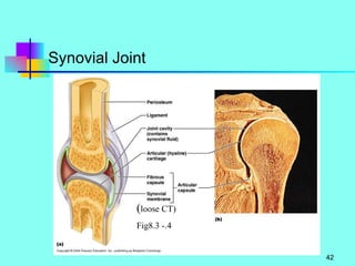 Synovial Joint ( loose CT)  Fig8.3 -.4 