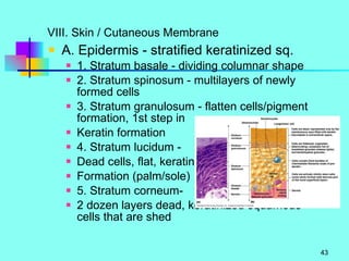 VIII. Skin / Cutaneous Membrane A. Epidermis - stratified keratinized sq. 1. Stratum basale - dividing columnar shape 2. Stratum spinosum - multilayers of newly formed cells 3. Stratum granulosum - flatten cells/pigment formation, 1st step in Keratin formation 4. Stratum lucidum - Dead cells, flat, keratin Formation (palm/sole) 5. Stratum corneum- 2 dozen layers dead, keratinized squamous cells that are shed 