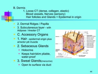 B. Dermis 1. Loose CT (dense, collagen, elastic)   Blood vessels, Nerves (sensory)   Hair follicles and Glands = Epidermal in origin 2. Dermal Ridges / Papilla 3. Subcutaneous layer  - with Adipose / Areolar CT C. Accessory Organs 1. Hair  - epidermal origin plus arrector pili muscle 2. Sebaceous Glands Holocrine Keeps hair/skim pliable, water-proof 3. Sweat Glands (merocrine) Open to surface via duct 