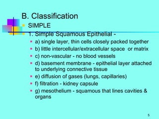 B. Classification SIMPLE 1. Simple Squamous Epithelial - a) single layer, thin cells closely packed together b) little intercellular/extracellular space  or matrix c) non-vascular - no blood vessels d) basement membrane - epithelial layer attached to underlying connective tissue e) diffusion of gases (lungs, capillaries) f) filtration - kidney capsule g) mesothelium - squamous that lines cavities & organs 