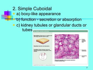 2. Simple Cuboidal a) boxy-like appearance  b) function - secretion or absorption c) kidney tubules or glandular ducts or  tubes 