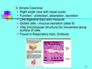 3. Simple Columnar Right angle view with basal nuclei Function - protection, absorption, secretion Line digestive tract with microvilli Goblet cells - mucous secretion (slide 9) Cilia (microtubular structure) for movement along surface of cells Found in Respiratory tract, Oviducts 