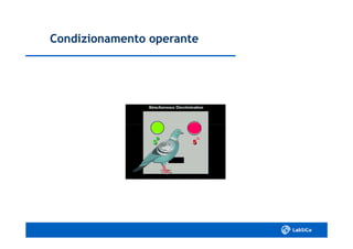 Condizionamento operanteCondizionamento operante
 