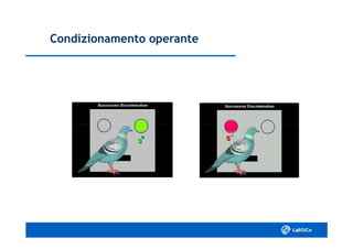 Condizionamento operanteCondizionamento operante
 