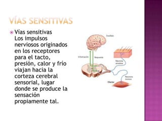  Víassensitivas
 Los impulsos
 nerviosos originados
 en los receptores
 para el tacto,
 presión, calor y frío
 viajan hacia la
 corteza cerebral
 sensorial, lugar
 donde se produce la
 sensación
 propiamente tal.
 