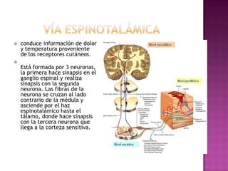    conduce información de dolor
    y temperatura proveniente
    de los receptores cutáneos.

    Está formada por 3 neuronas,
    la primera hace sinapsis en el
    ganglio espinal y realiza
    sinapsis con la segunda
    neurona. Las fibras de la
    neurona se cruzan al lado
    contrario de la médula y
    asciende por el haz
    espinotalámico hasta el
    tálamo, donde hace sinapsis
    con la tercera neurona que
    llega a la corteza sensitiva.
 