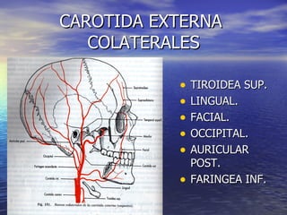 CAROTIDA EXTERNA  COLATERALES ,[object Object],[object Object],[object Object],[object Object],[object Object],[object Object]