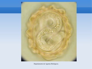 Departamento de Agentes Biológicos
 