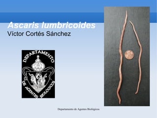 Ascaris lumbricoides
Víctor Cortés Sánchez




                Departamento de Agentes Biológicos
 