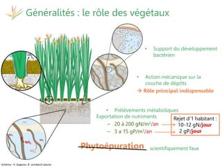 17 et 19 octobre 2017
Martinique - Guadeloupe
Séminaire de restitution du projet
Attentive
Généralités : le rôle des végétaux
CO2
N2
O2
PO4
NO3
PO4
PO4
NO3
NO3
Schéma : V. Gagnon, R. Lombard Latune
• Prélèvements métaboliques
Rejet d’1 habitant :
10-12 gN/jour
2 gP/jour
Exportation de nutriments
– 20 à 200 gN/m2/an
– 3 a 15 gP/m2/an
• Support du développement
bactérien
• Action mécanique sur la
couche de dépôts
 Rôle principal indispensable
Phytoépuration scientifiquement faux
 
