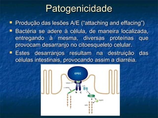 PatogenicidadePatogenicidade
 Produção das lesões A/E (“attaching and effacing”)Produção das lesões A/E (“attaching and effacing”)
 Bactéria se adere à célula, de maneira localizada,Bactéria se adere à célula, de maneira localizada,
entregando à mesma, diversas proteínas queentregando à mesma, diversas proteínas que
provocam desarranjo no citoesqueleto celular.provocam desarranjo no citoesqueleto celular.
 Estes desarranjos resultam na destruição dasEstes desarranjos resultam na destruição das
células intestinais, provocando assim a diarréia.células intestinais, provocando assim a diarréia.
 