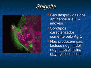  São desprovidas dosSão desprovidas dos
antígenos K e H –antígenos K e H –
imóveisimóveis
 SorotiposSorotipos
caracterizadoscaracterizados
somente pelo Ag Osomente pelo Ag O
 Não produzem gásNão produzem gás;;
lactose neg.; indollactose neg.; indol
neg.;neg.; imóvelimóvel;; lisinalisina
negneg.; glicose posit..; glicose posit.
ShigellaShigella
 