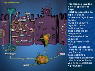 • Se ligam e invadem
a cél M (placas de
Peyer
• Sist de secreção do
Tipo III (Ipas) –
induzem à fagocitose
da bact.
• Lise do vacúolo
fagocítico e se
multiplica no
citoplasma da cél
hospedeira
(Salmonella é no
vacúolo)
• Citoplasma – cél
adjac.
• Ocorre Apoptose:
libera IL-1B – atração
dos PMN –
desestabiliza a
integridade da parede
intestinal e as bacts
vão p/ céls epiteliais
+ profundas
 