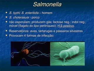 SalmonellaSalmonella
 S. typhi; S. enteritidisS. typhi; S. enteritidis – homem– homem
 S. cholerasuis -S. cholerasuis - porcoporco
 não esporulam; produzem gás; lactose neg.; indol neg.;não esporulam; produzem gás; lactose neg.; indol neg.;
móvel (flagelo do tipo peritríqueo);móvel (flagelo do tipo peritríqueo); HH22S positivoS positivo..
 Reservatórios: aves, tartarugas e pássaros silvestresReservatórios: aves, tartarugas e pássaros silvestres
 Provocam 4 formas de infecção:Provocam 4 formas de infecção:
 