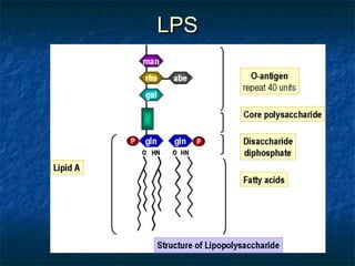 LPSLPS
 