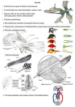 AS AVES
 Evoluíram de um grupo de répteis (os dinossauros);
 A maioria pode voar, outras não (pingüim, avestruz, ema);
 Algumas, além de voar (e andar), podem nadar,
como pato, ganso, marreco, falcão pescador;
 Principais características:
São endotérmicos (controlam a temperatura interna do corpo);
Possuem bico, mais leve que a mandíbula (diminui o peso da ave), que varia conforme a alimentação;
Pele seca, recoberta por penas;
 Estrutura das penas:
Têm sexos separados e são ovíparos (maioria c/ fecundação externa);
Comparação
entre uma
semipluma e
uma pena
de contorno
 