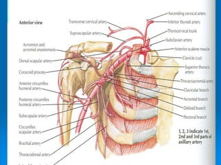 4-AXILLA.ppt