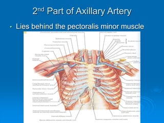 2nd Part of Axillary Artery
• Lies behind the pectoralis minor muscle
 